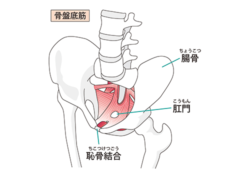 骨盤底筋イメージ